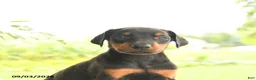 Doberman Pinscher dogs for sale: Ava  - Ad 5