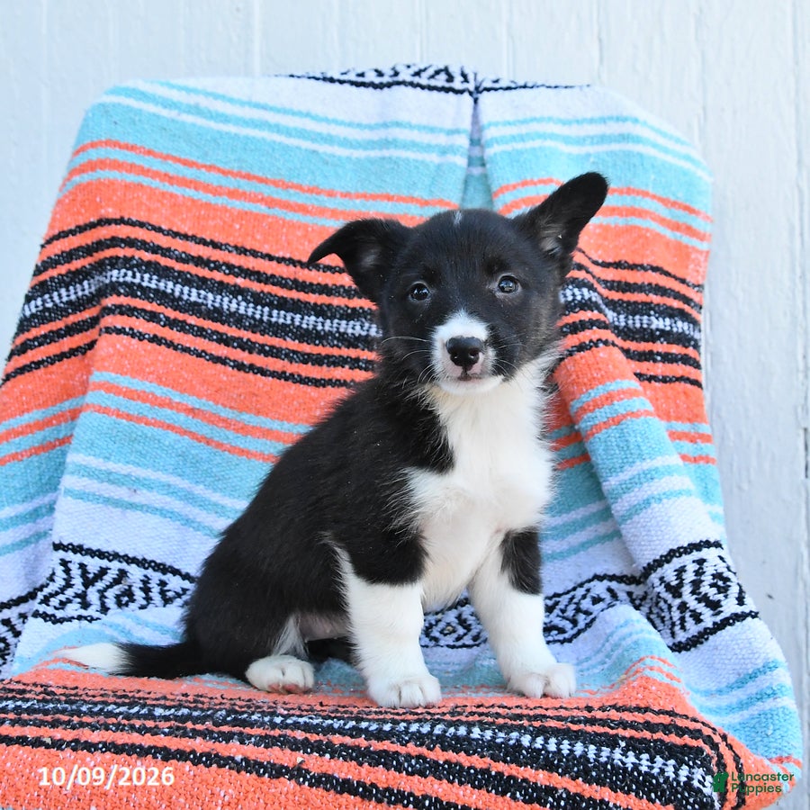 Mixed Breed dogs for sale: Roxie - Ad 1