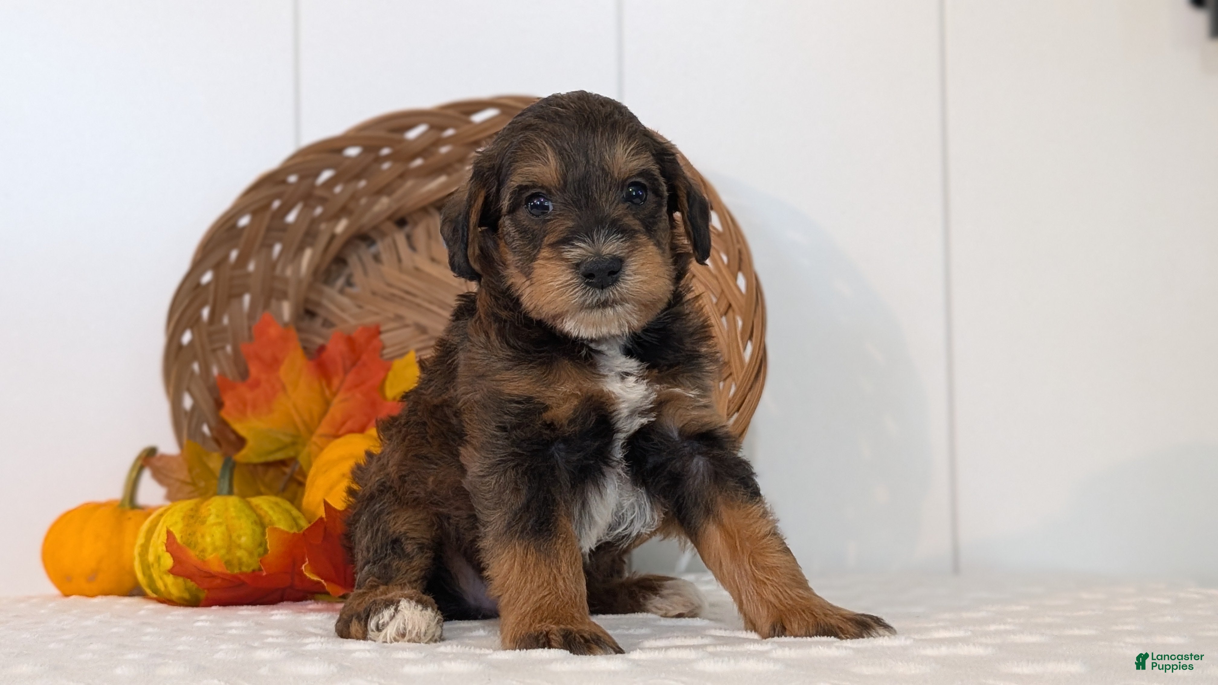 Schnoodle dogs Rocco - Ad 2