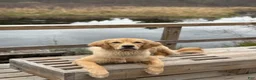 Golden Retriever dogs for sale: Golden Retriever 1 - Ad 19