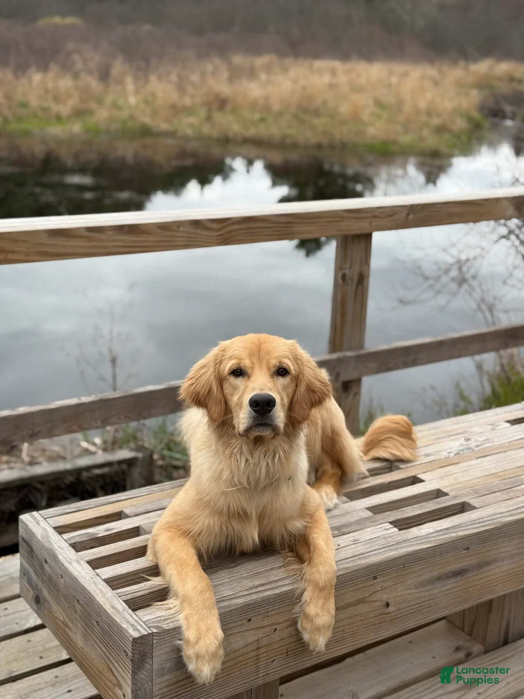 Golden Retriever dogs for sale: Golden Retriever 1 - Ad 19
