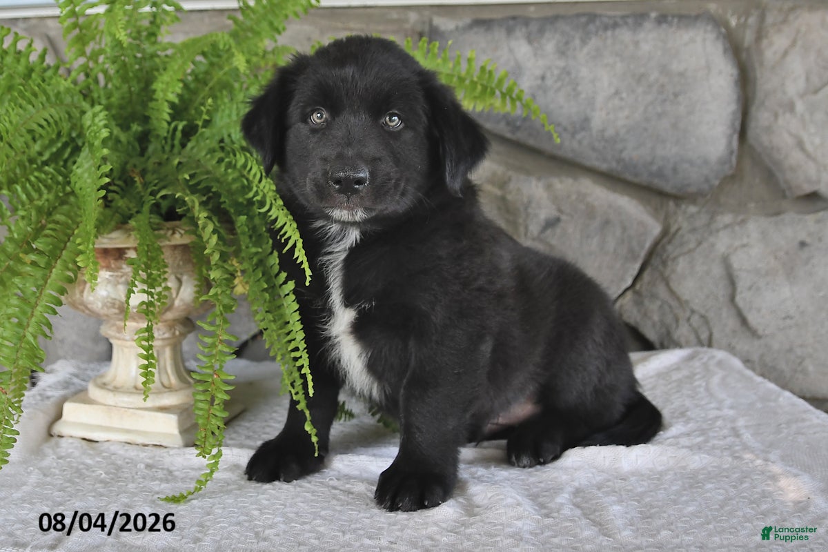 Mixed Breed dogs Bouncing Buddy - Ad 2