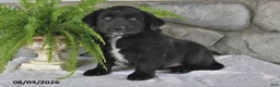 Mixed Breed dogs for sale: Bouncing Buddy - Ad 2