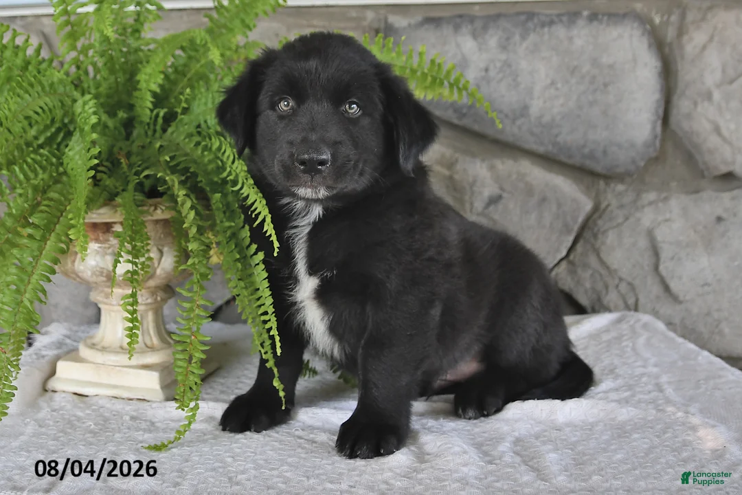 Mixed Breed dogs for sale: Bouncing Buddy - Ad 2
