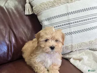 Mixed Breed dogs for sale: Caramel - Ad 4