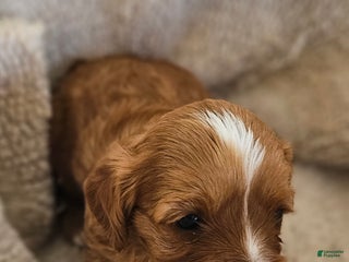 Cavapoo dogs Linda - Ad 18