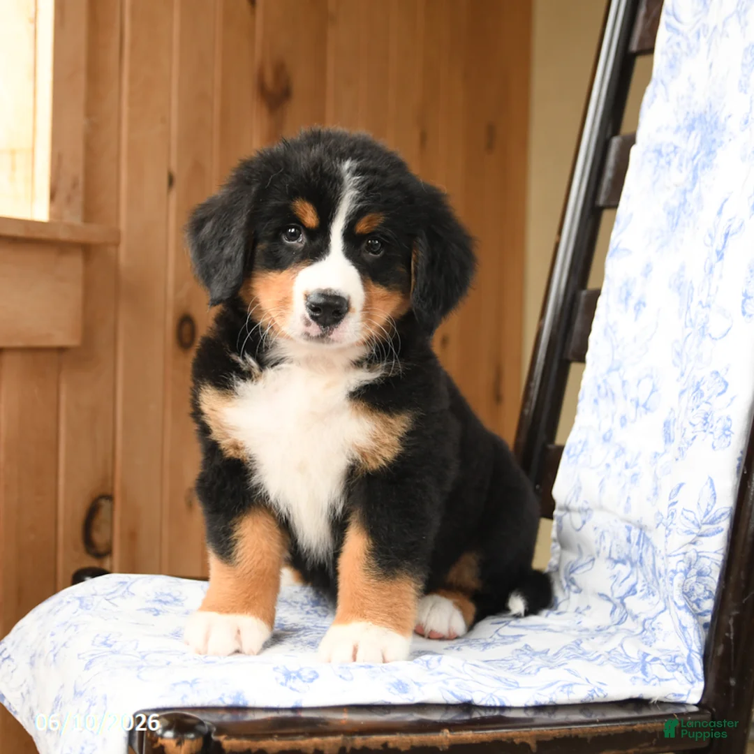 Bernese Mountain Dog dogs for sale: Ginger - Ad 1