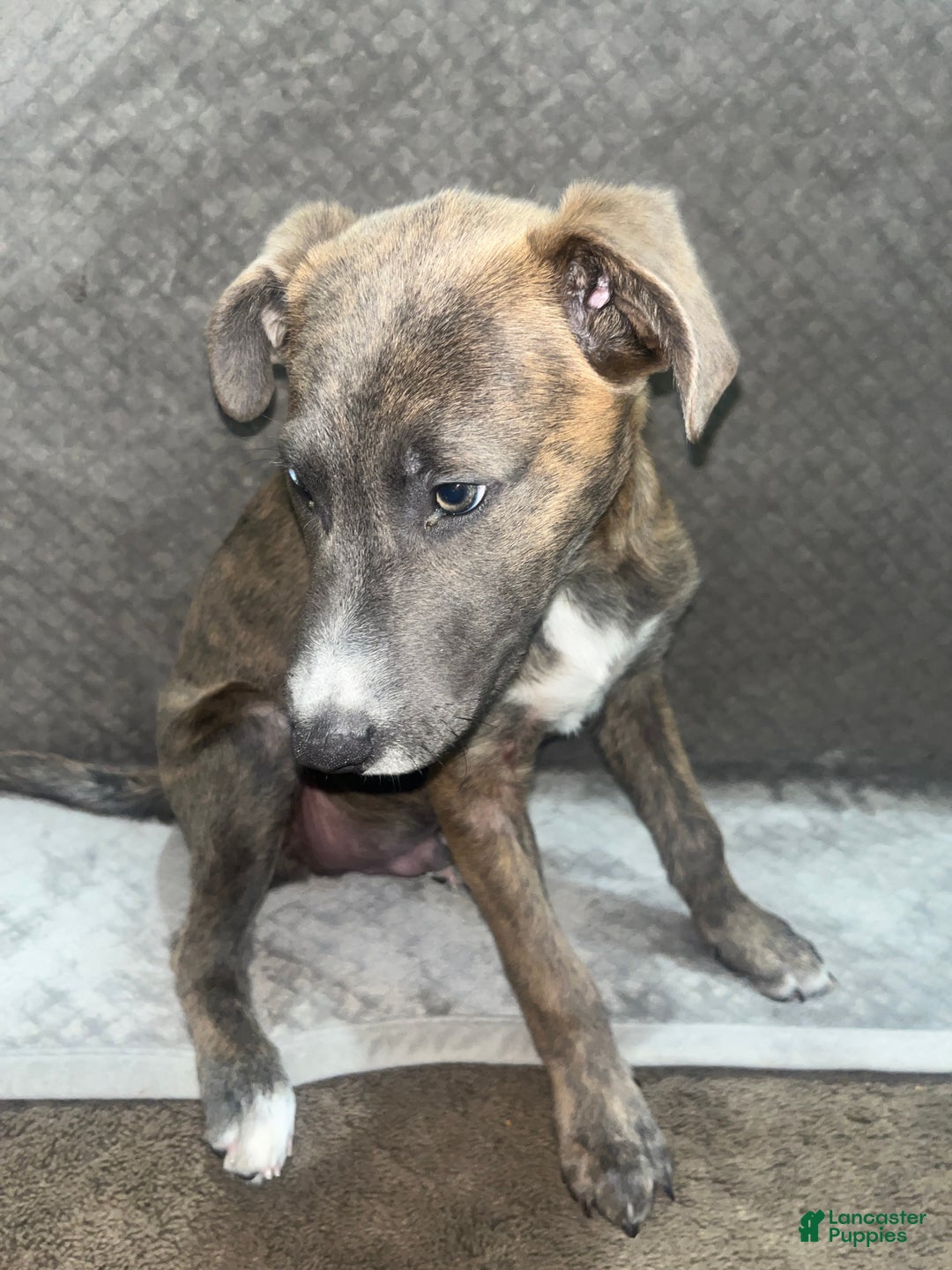 Mixed Breed dogs for sale: Zeus - Ad 2