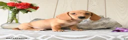 Miniature Dachshund dogs for sale: Ollie - Ad 5