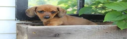 Miniature Dachshund dogs for sale: Miniature Dachshund 4 - Ad 2