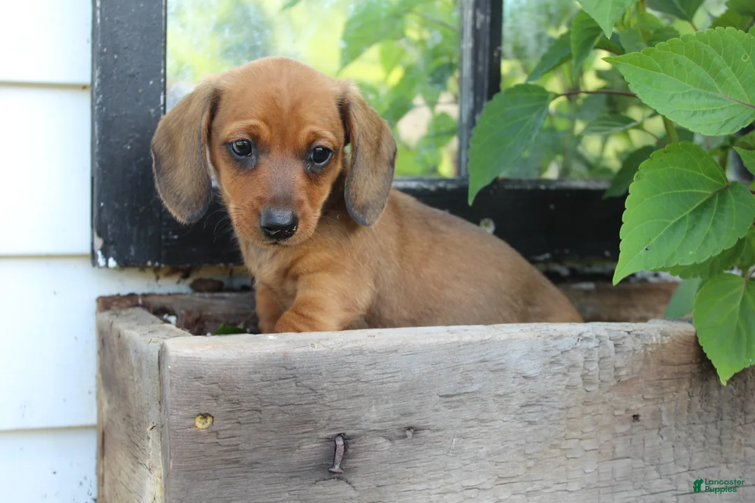 Miniature Dachshund dogs for sale: Miniature Dachshund 4 - Ad 2