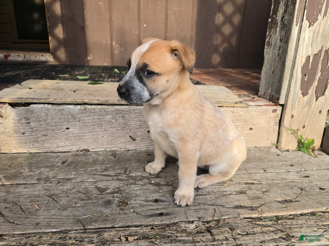 Australian Cattle Dog dogs for sale: Daisy - Ad 2