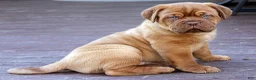 Dogue De Bordeaux dogs for sale: Dogue De Bordeaux Puppy 5 - Ad 3