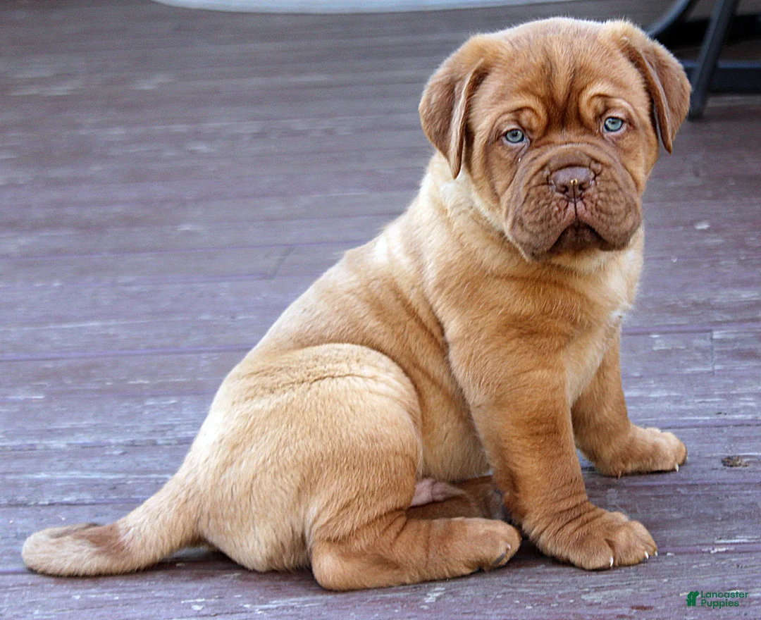 Dogue De Bordeaux dogs for sale: Dogue De Bordeaux Puppy 5 - Ad 3