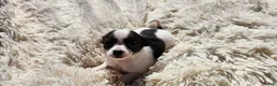 Chihuahua dogs for sale: Tara - Ad 1