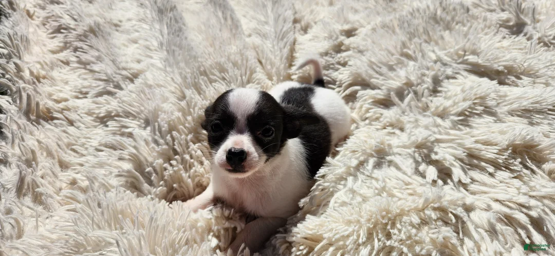 Chihuahua dogs for sale: Tara - Ad 1