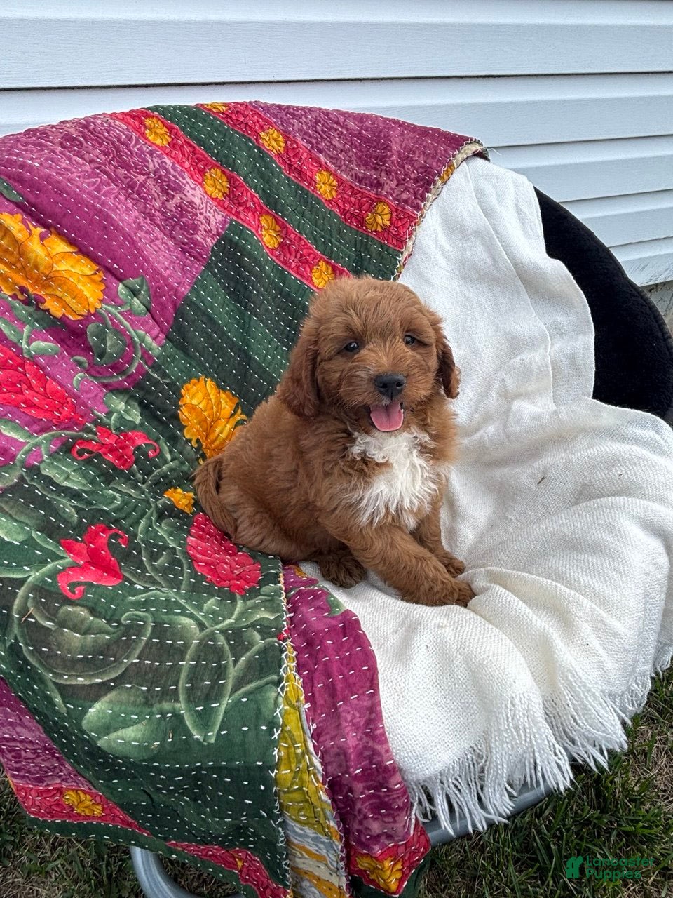 Mini Goldendoodle dogs Lupin - Ad 2