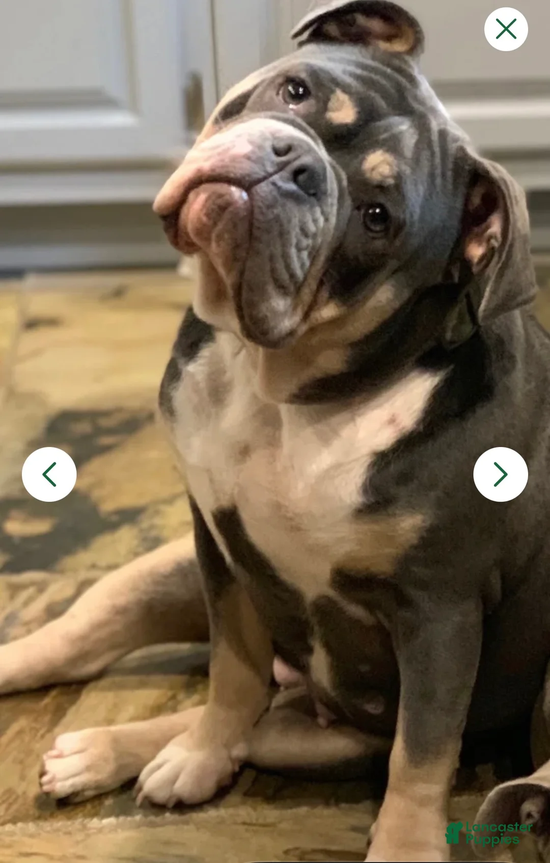 English Bulldog dogs for sale: English Bulldog 2 - Ad 2