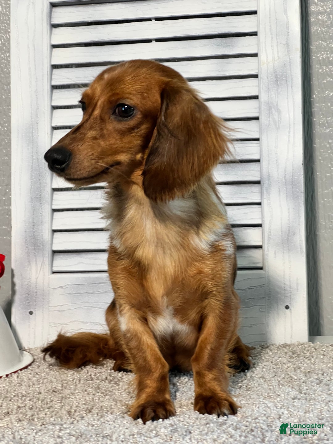 Miniature Dachshund dogs for sale: Theo - Ad 6