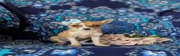 Chihuahua dogs for sale: Amelia 6 lbs Full Grown - Ad 5