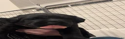 Labrador Retriever dogs for sale: Pink collar girl - Ad 5