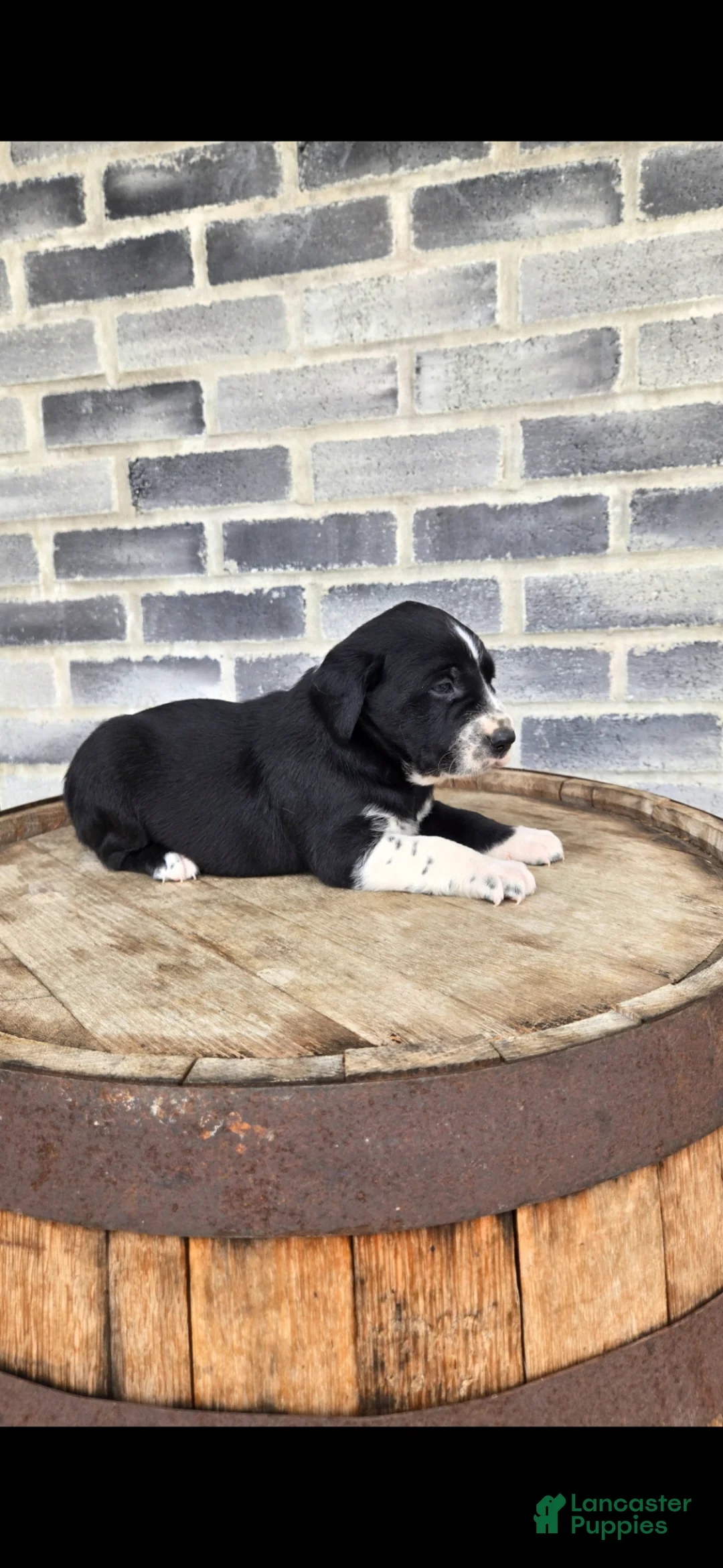 Mixed Breed dogs for sale: Mixed Breed Puppy 3 - Ad 2