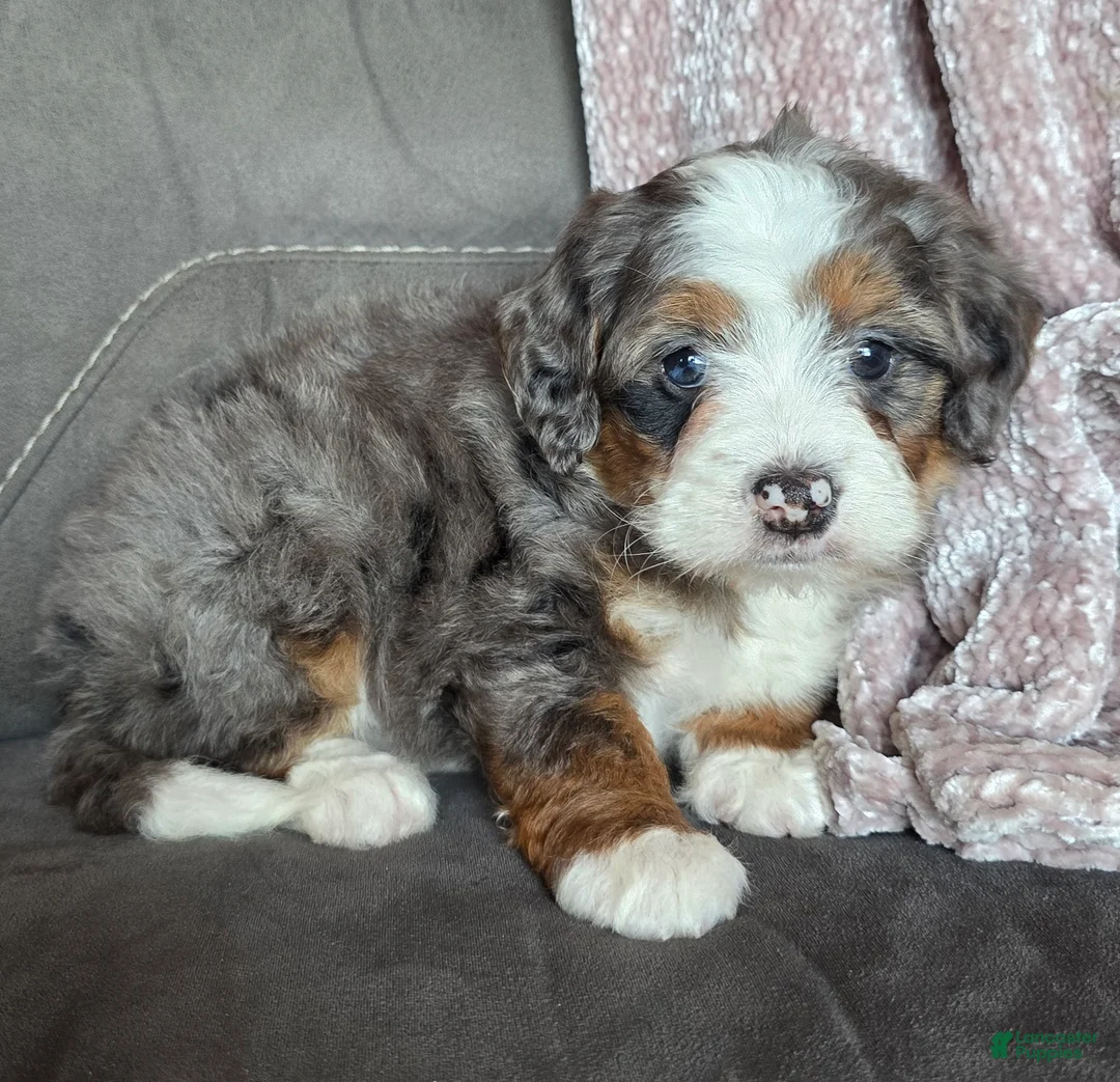 Mini Bernedoodle dogs for sale: Mini Izzy - Ad 19