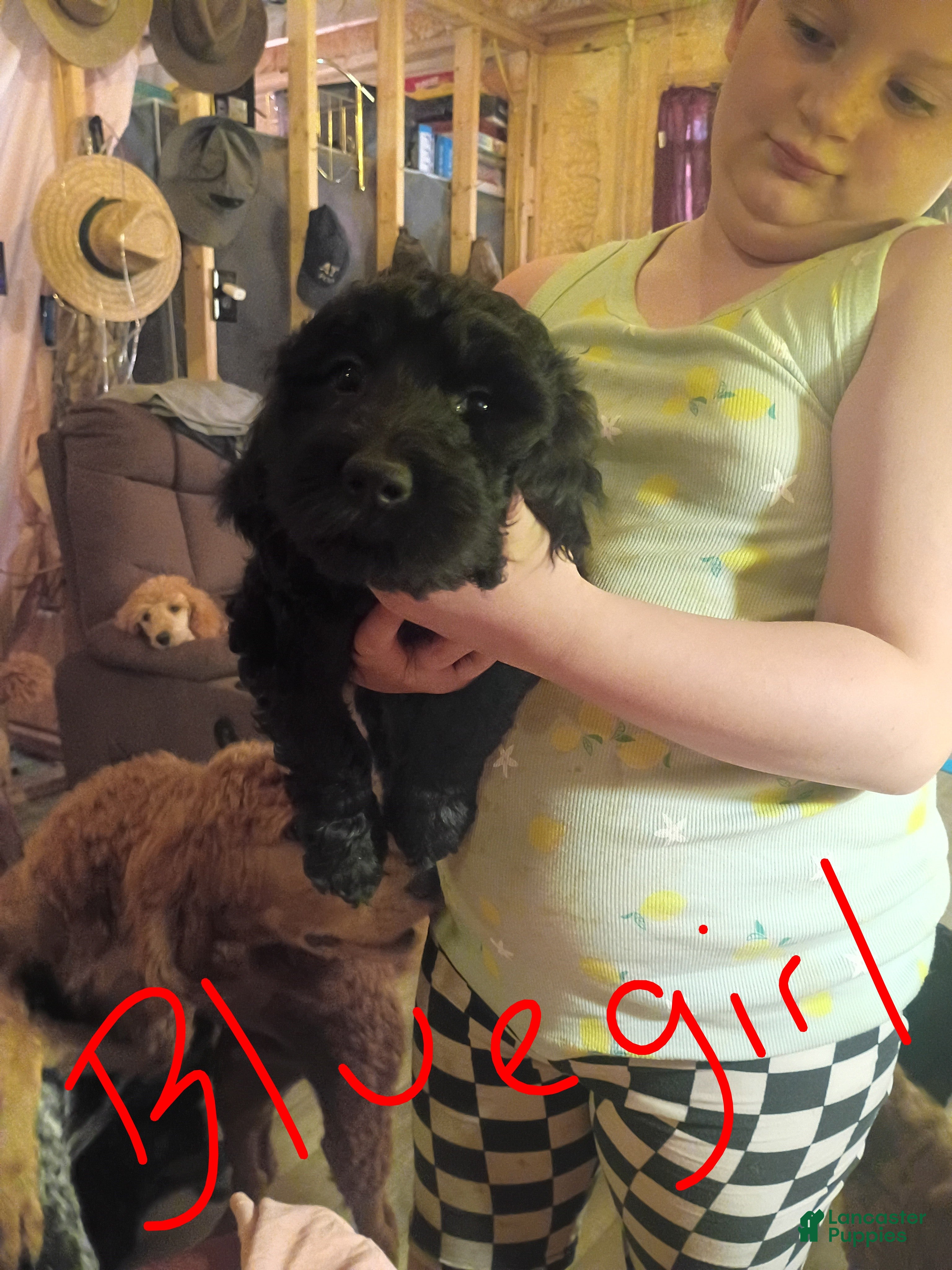 Labradoodle dogs Labradoodle 4 - Ad 32