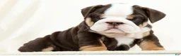 English Bulldog dogs for sale: Bessie - Ad 7