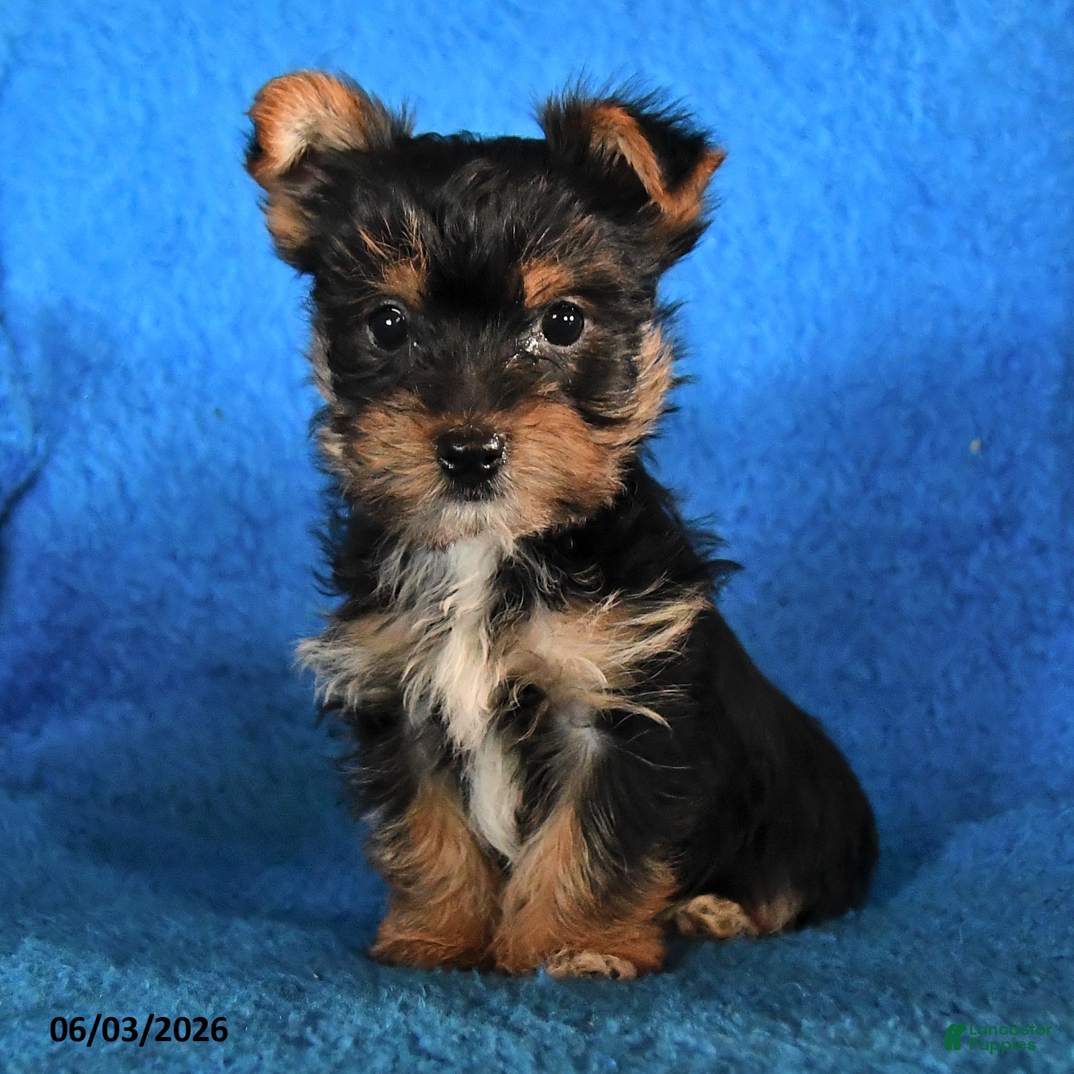 Yorkshire Terrier dogs for sale: Rover - Ad 2