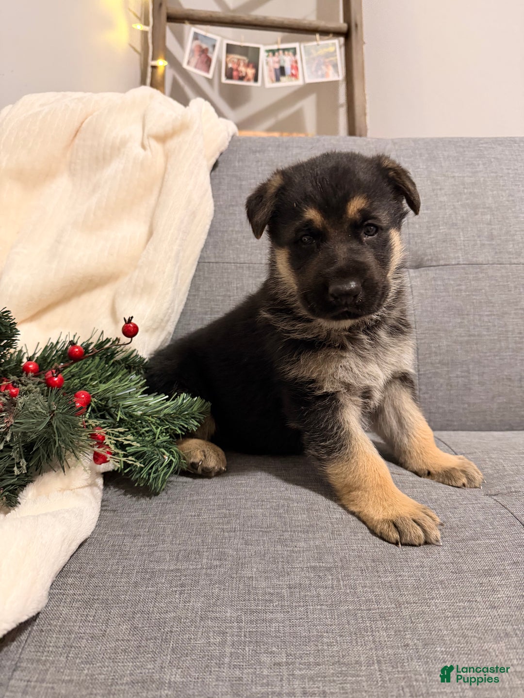 German Shepherd dogs for sale: German Shepherd Puppy 2 - Ad 6