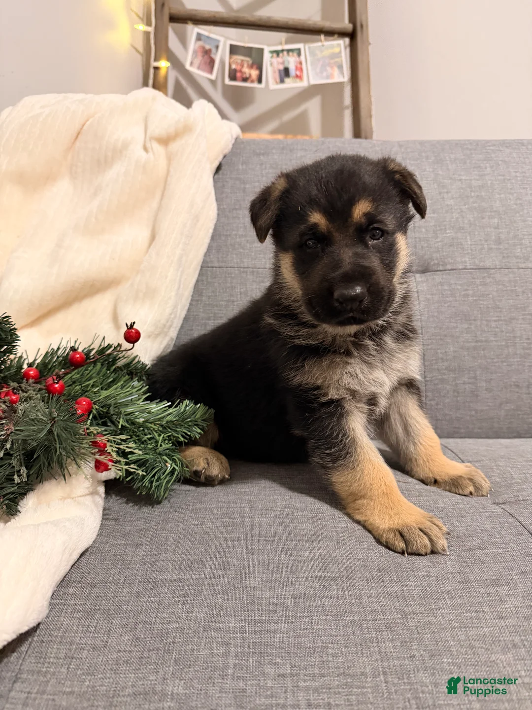 German Shepherd dogs for sale: German Shepherd Puppy 2 - Ad 6