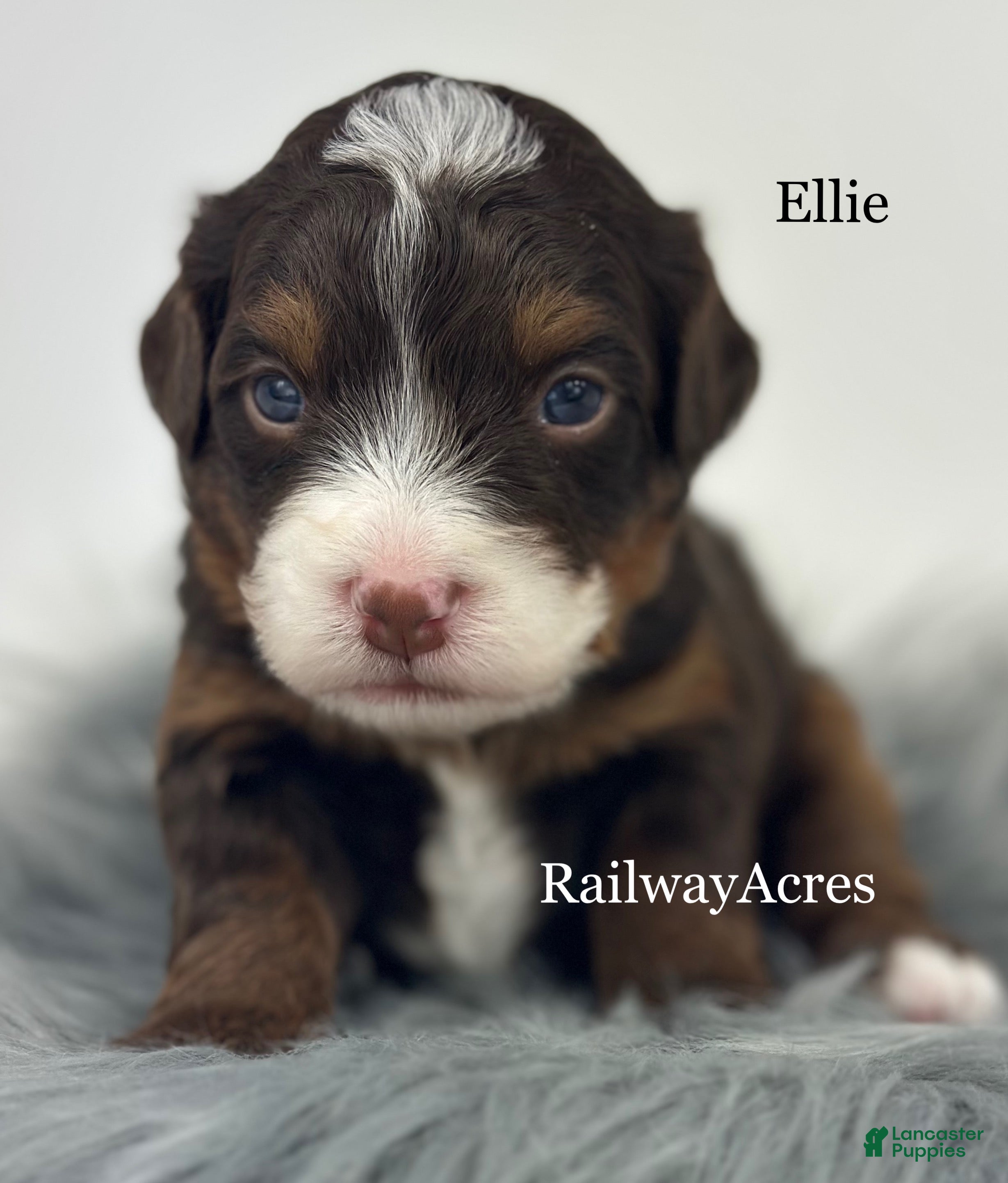 Mini Bernedoodle dogs Ellie - Ad 27