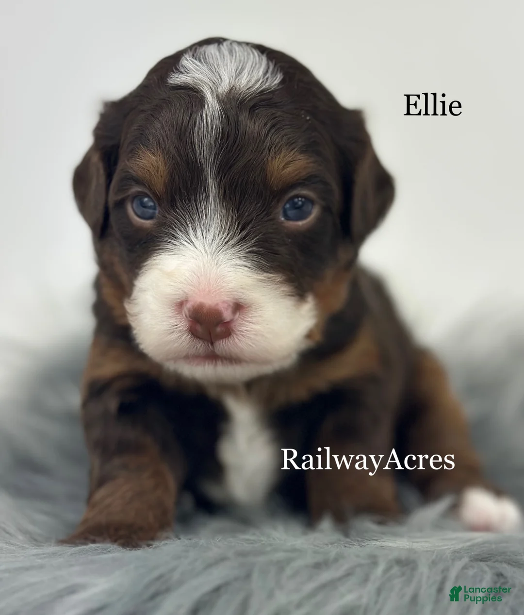 Mini Bernedoodle dogs for sale: Ellie - Ad 1