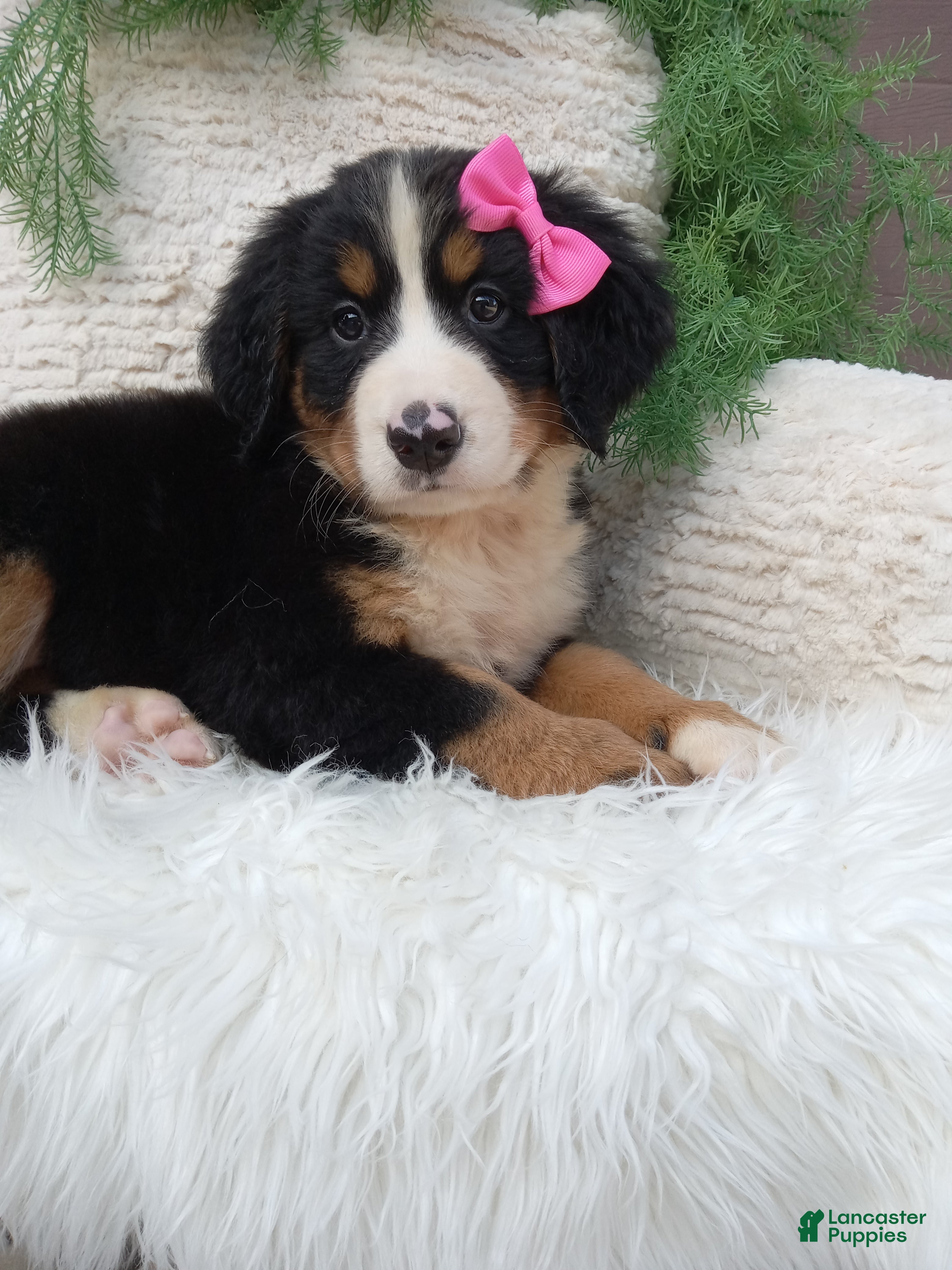 Bernese Mountain Dog dogs Lilly - Ad 2