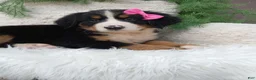 Bernese Mountain Dog dogs for sale: Lilly - Ad 2