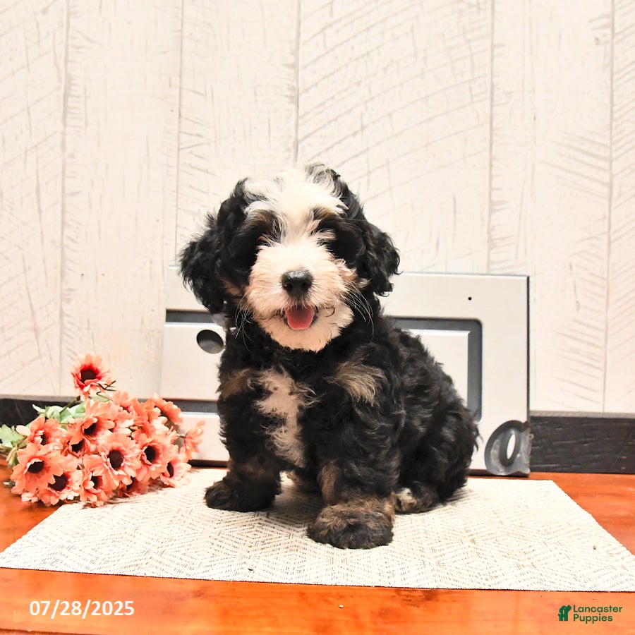 Rosco F1 F1 Schnoodle Mini Bernedoodle Puppies For Sale In