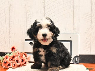Mini Bernedoodle dogs - Ad 1