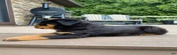 Rottweiler dogs for sale: Zeus - Ad 5
