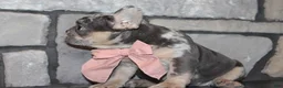 French Bulldog dogs for sale: AKC Bella - Ad 11