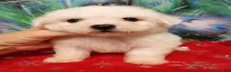 Bichon Frise dogs for sale: Snow  - Ad 4