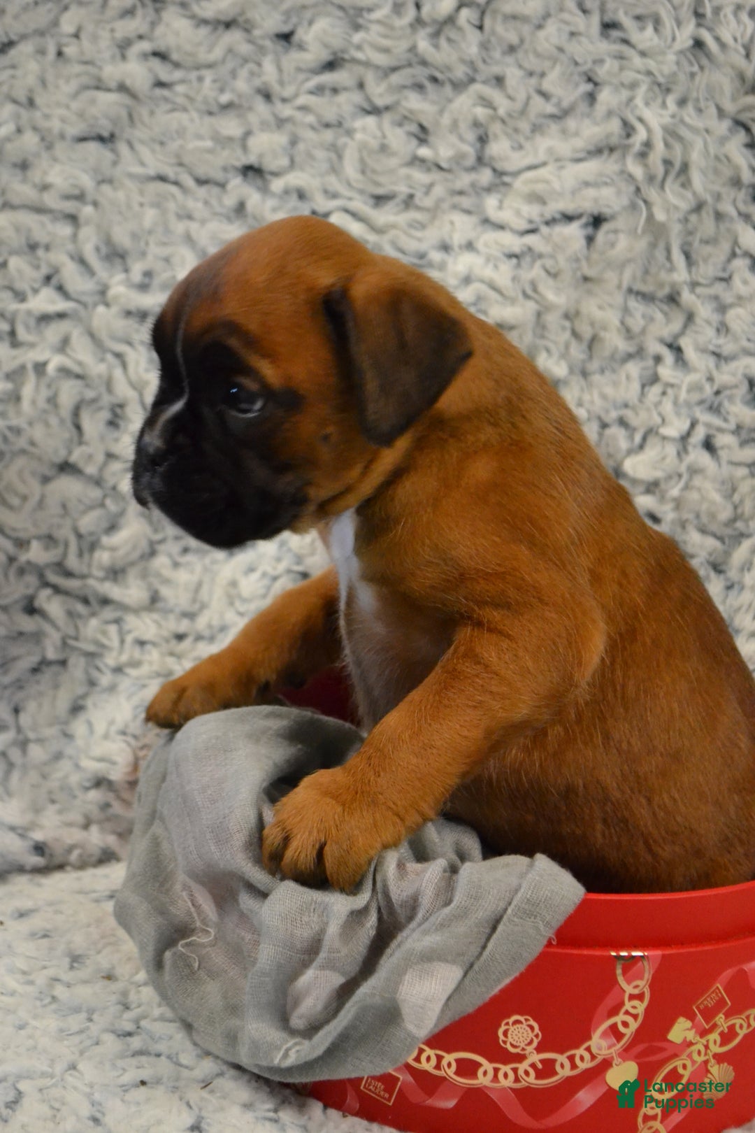 Boxer dogs for sale: Reena - Ad 4