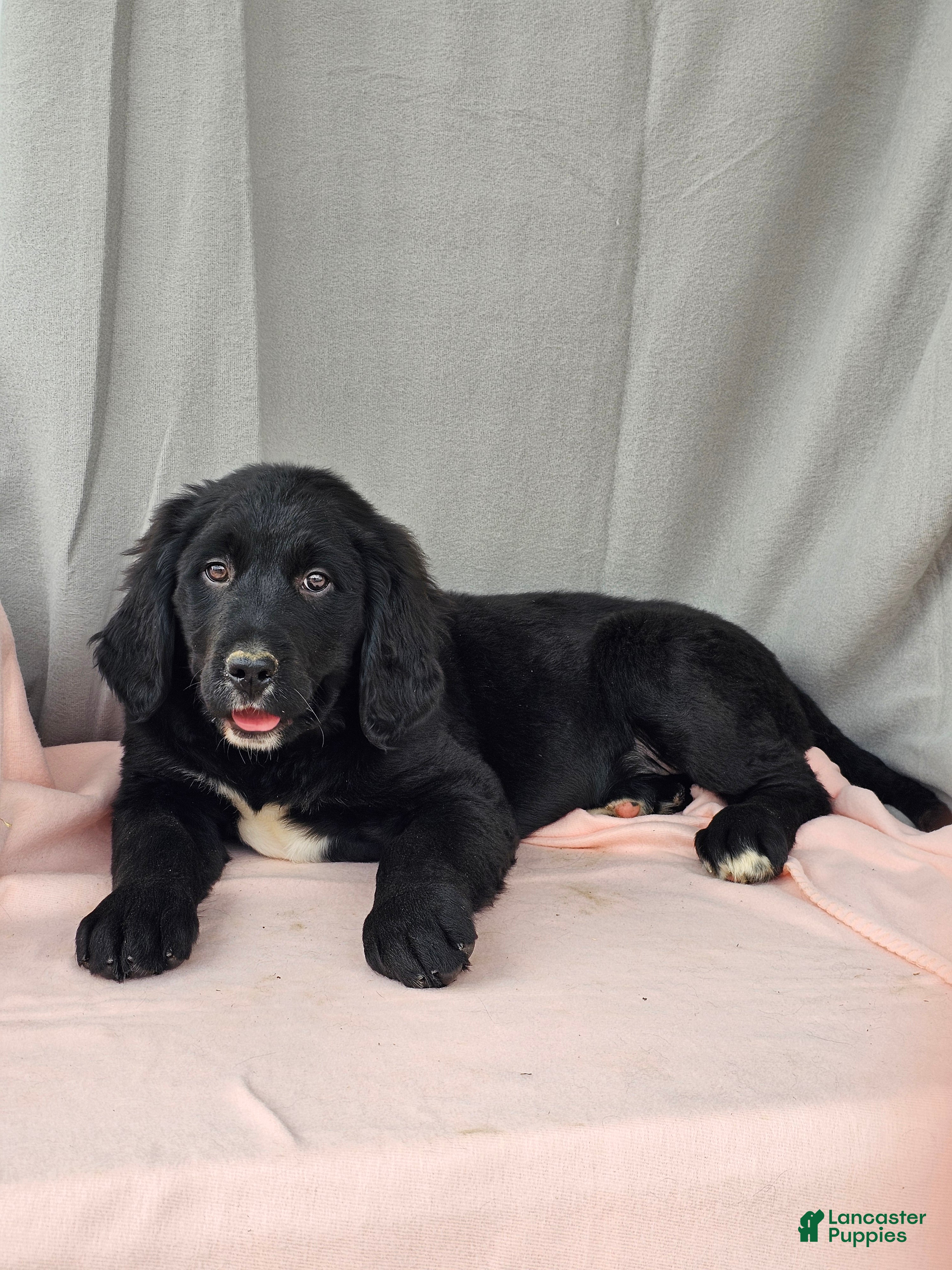 Mixed Breed dogs Sadie - Ad 1