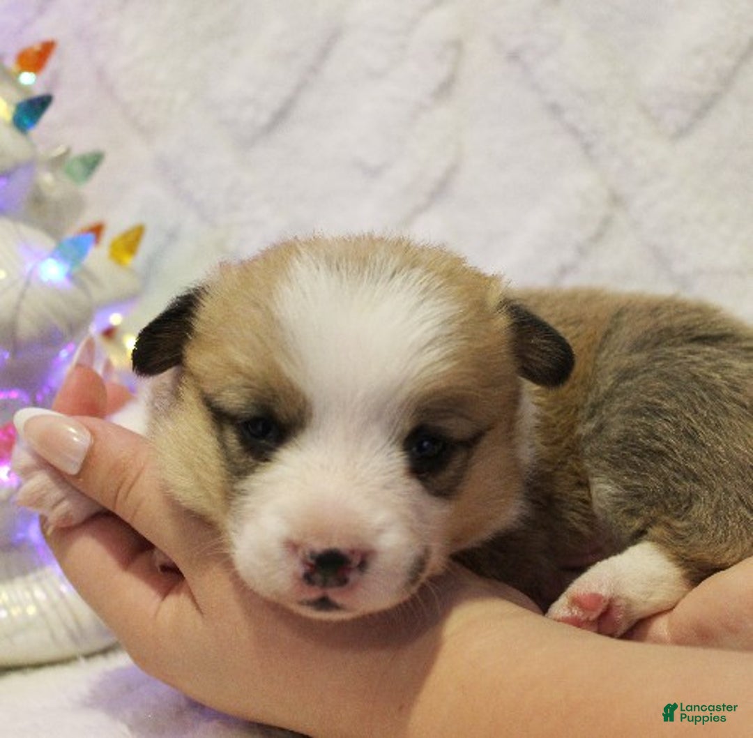 Welsh Corgi Pembroke dogs for sale: Blitzen Genetically CLEAR - Ad 1