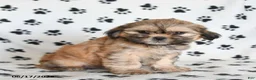 Shihpoo dogs for sale: Dora - Ad 4
