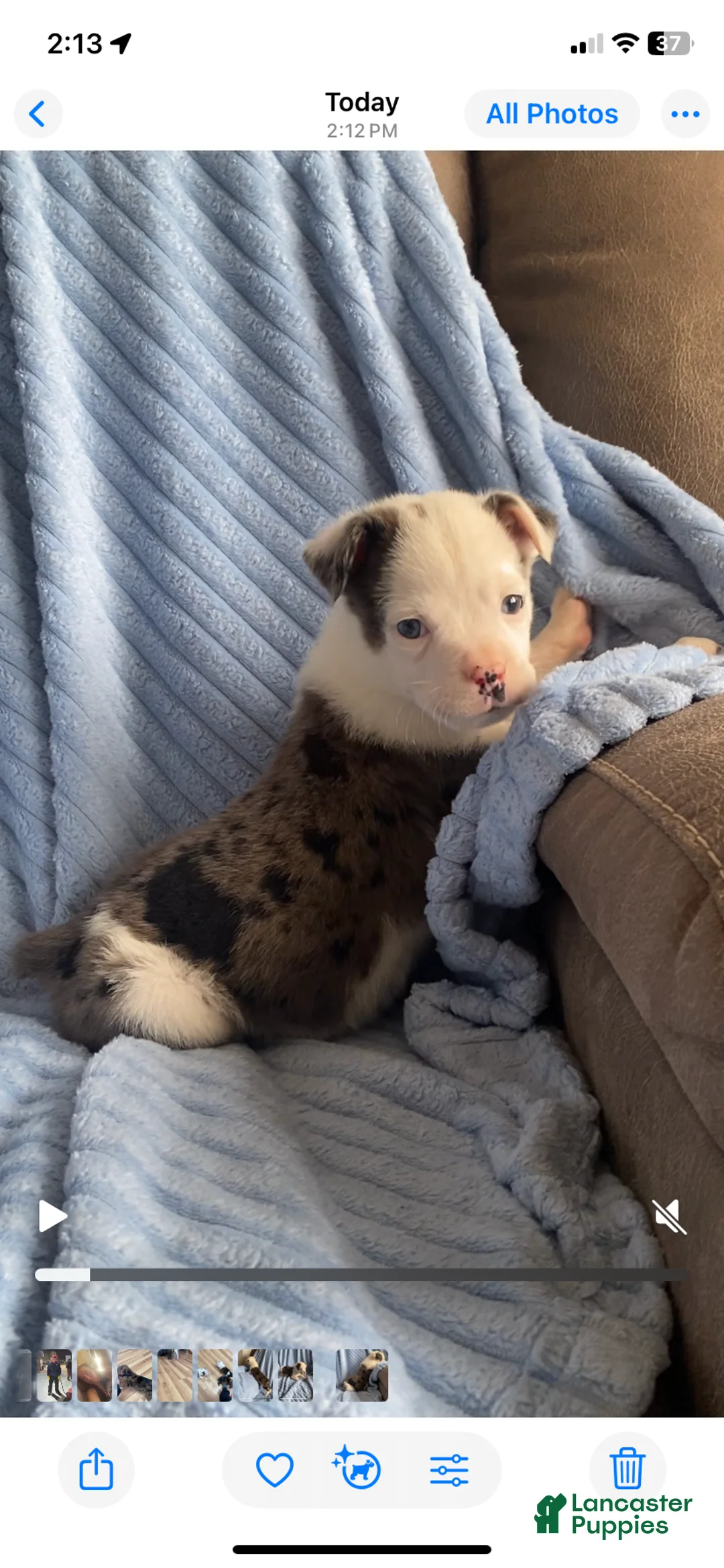 Mixed Breed dogs for sale: Jackson - Ad 3