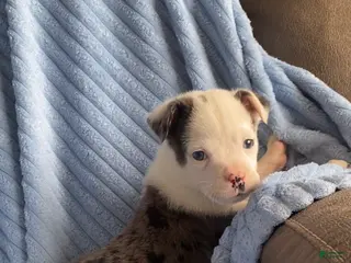 Mixed Breed dogs Jackson - Ad 1