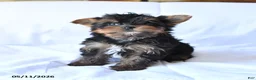 Yorkshire Terrier dogs for sale: Rocky - Ad 4