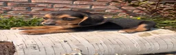 Beagle dogs for sale: Buck - Ad 8