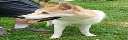 Akita dogs for sale: Aries  - Ad 3